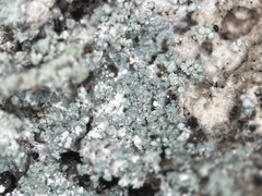 Lecanora appalachensis