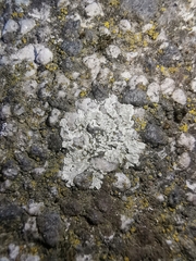 Protoparmeliopsis muralis