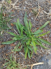Plantago lanceolata