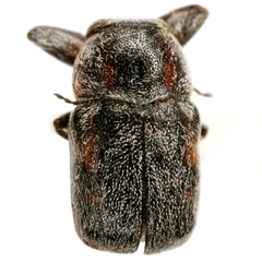 Pachybrachis morosus