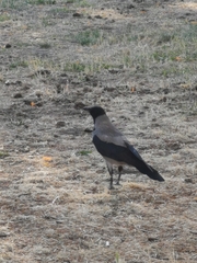 Corvus cornix