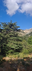 Cedrus libani