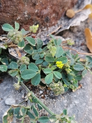 Medicago lupulina