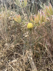 Castilleja flava