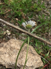 Erigeron coronarius