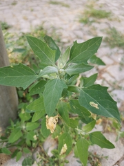 Chenopodium album