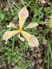 Iris chrysophylla