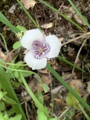 Calochortus elegans