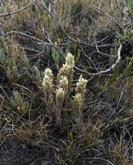 Castilleja pilosa
