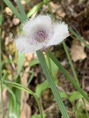 Calochortus elegans