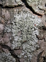 Phaeophyscia orbicularis