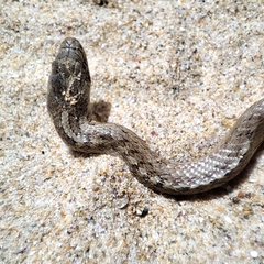 Coronella austriaca acutirostris