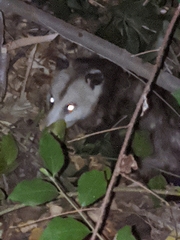 Didelphis virginiana