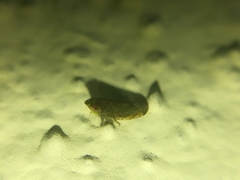 Scaphytopius frontalis