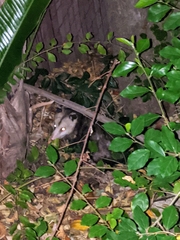 Didelphis virginiana