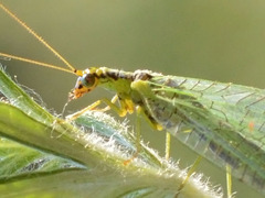 Chrysopa walkeri