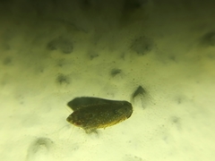 Scaphytopius frontalis