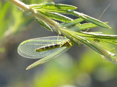 Chrysopa walkeri