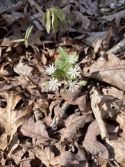 Stellaria pubera