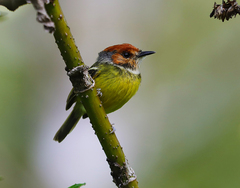 Poecilotriccus ruficeps