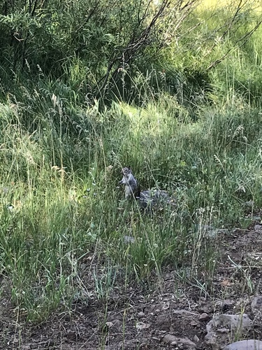 iNaturalist observation photo of North American Rock Squirrels