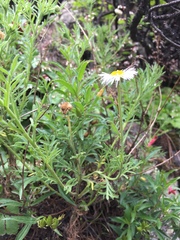 Erigeron delphinifolius