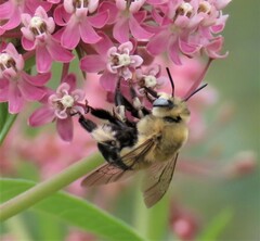 Anthophora montana