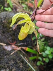 Phragmipedium longifolium