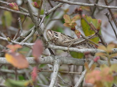 Schistocerca americana