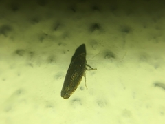 Scaphytopius frontalis