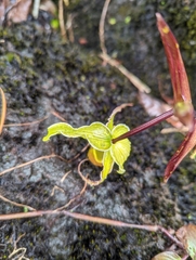 Phragmipedium longifolium