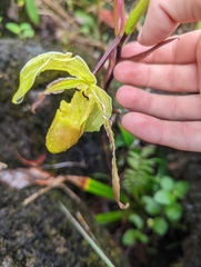 Phragmipedium longifolium