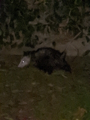 Didelphis virginiana