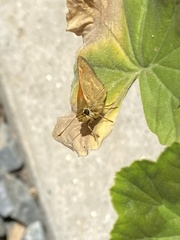 Ochlodes sylvanoides sylvanoides