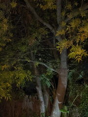 Didelphis virginiana