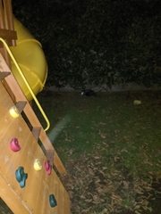 Didelphis virginiana