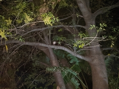 Didelphis virginiana