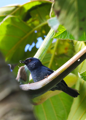 Diglossa caerulescens