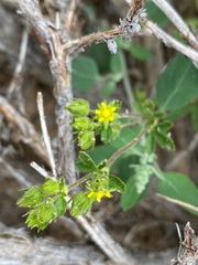 Potentilla biennis