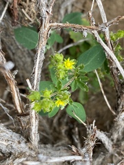 Potentilla biennis