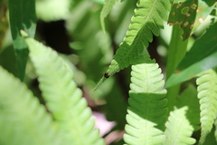 Stethotrypes raffrayi