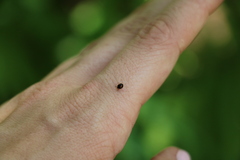 Stethotrypes raffrayi