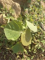 Alchornea glandulosa