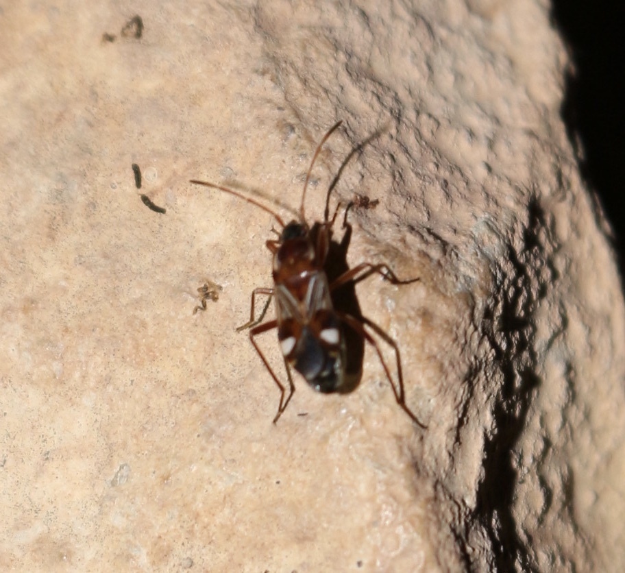 Uhleriola