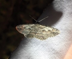 Iridopsis vellivolata