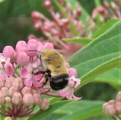 Anthophora montana