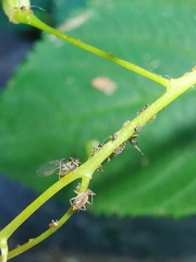Impatientinum asiaticum