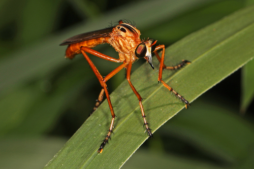 Plain-tailed Hanging Thief photo 6