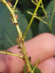 Impatientinum asiaticum