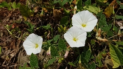 Convolvulus arvensis
